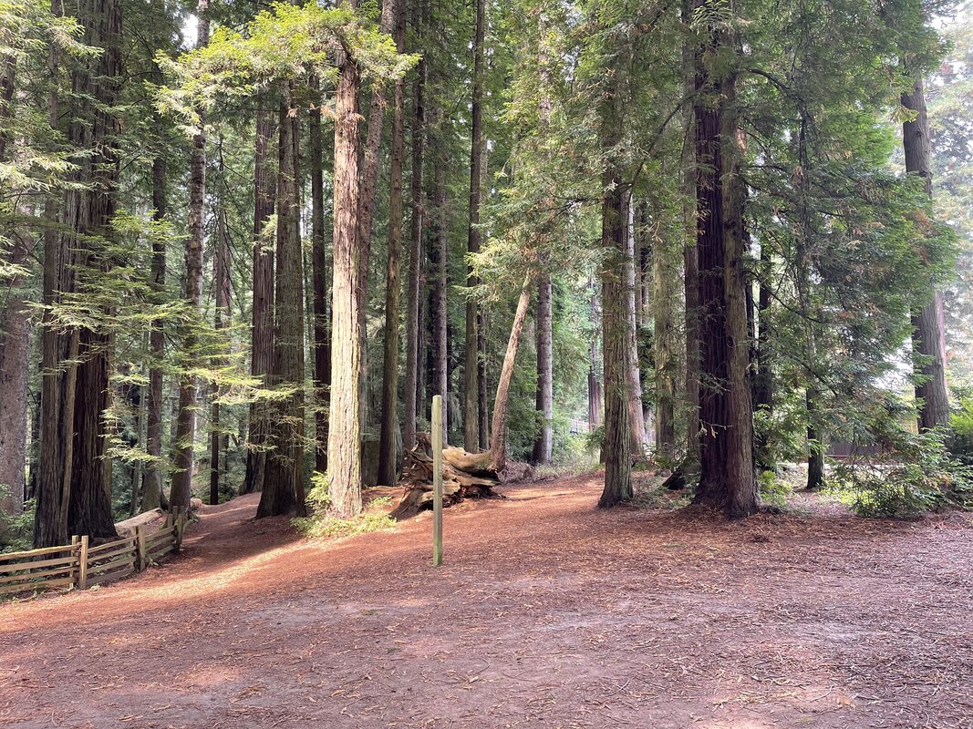 Zoo exhibits integrated with natural redwood setting