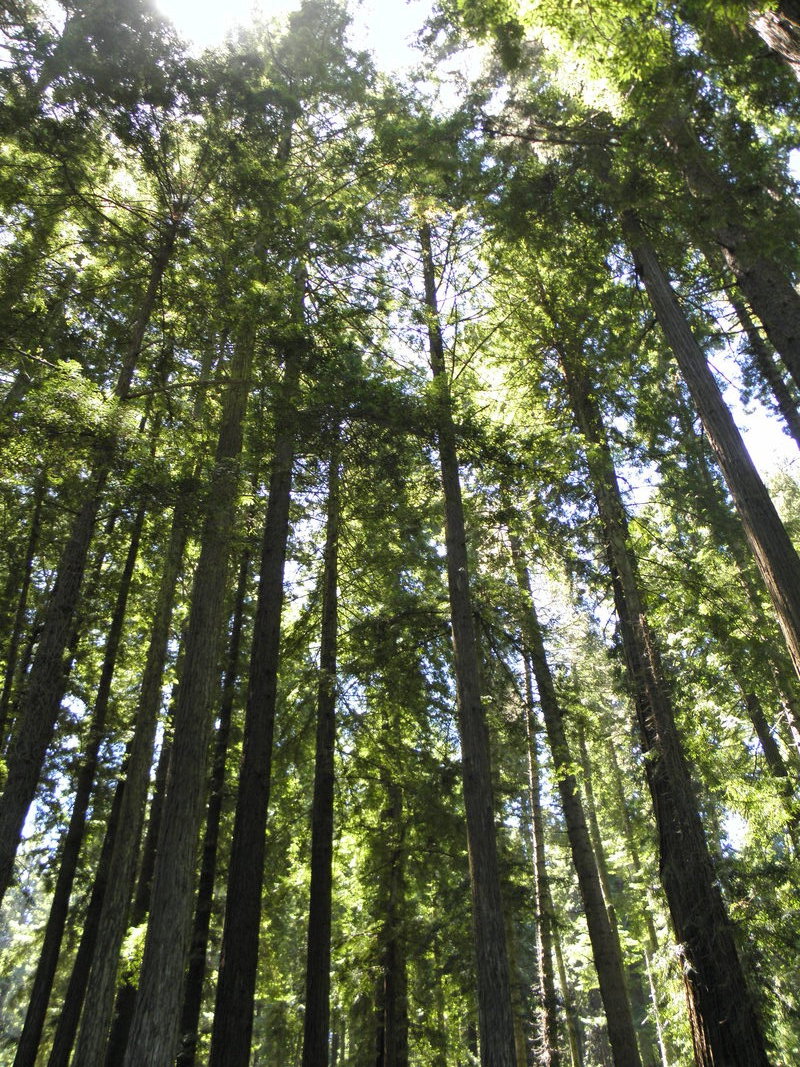 Sequoia Park Zoo entrance surrounded by towering redwood trees