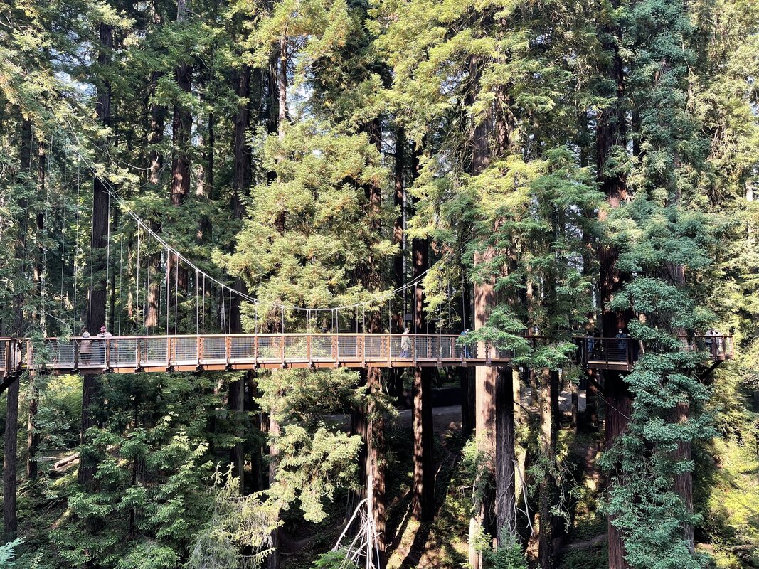 Natural walking trails through the redwood forest