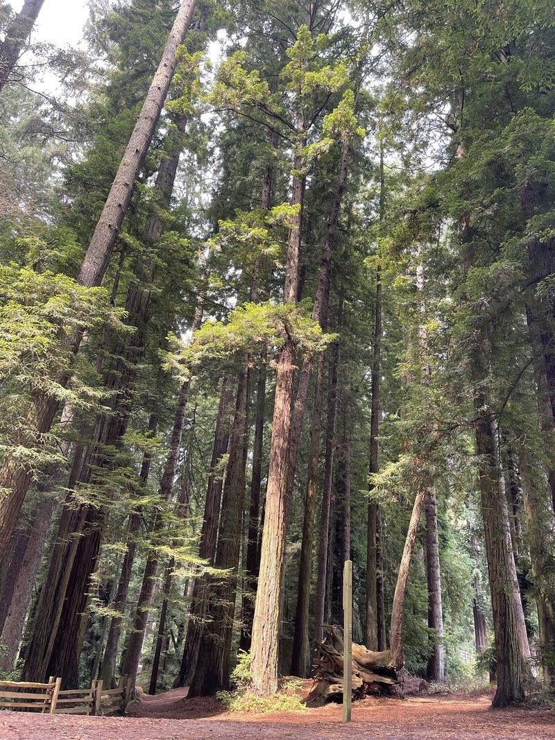 Redwood Sky Walk elevated among giant trees