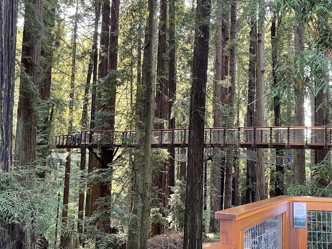 Wildlife encounters in natural redwood setting